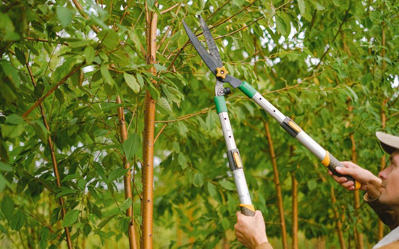 Tree trimming in Melcher Dallas, IA